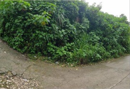 Residential Lot for Sale in Alta Verde Subdivision, Tuba, Benguet
